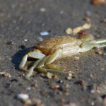 Krabbe im Sand am Naturstrand von Holnis