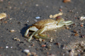 Krabbe im Sand am Naturstrand von Holnis