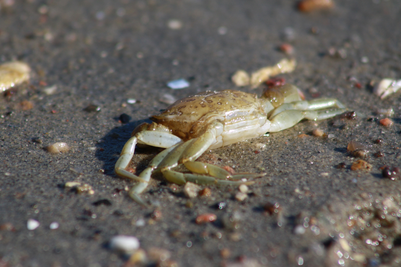 Krabbe im Sand am Naturstrand von Holnis