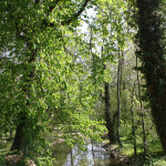 Mühlkanal im Schlosspark von Mergentheim